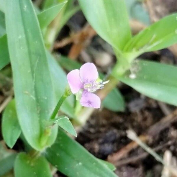 Murdannia nudiflora Blomst