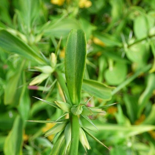 Barleria prionitis Leht