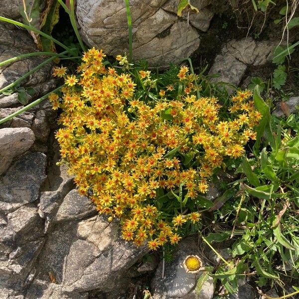 Saxifraga aizoides Blüte