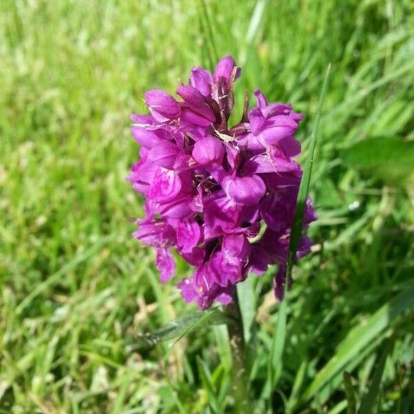 Dactylorhiza majalis Cvet