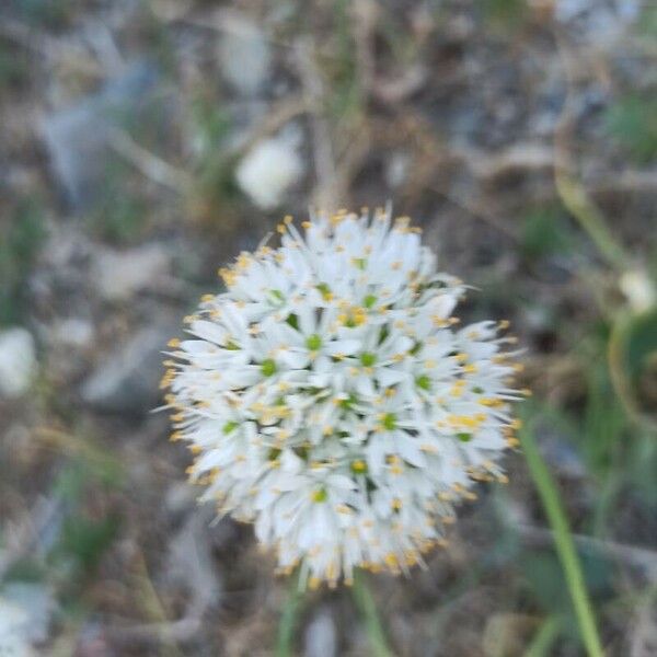 Allium subvillosum Floro