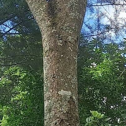 Cassia javanica 樹皮