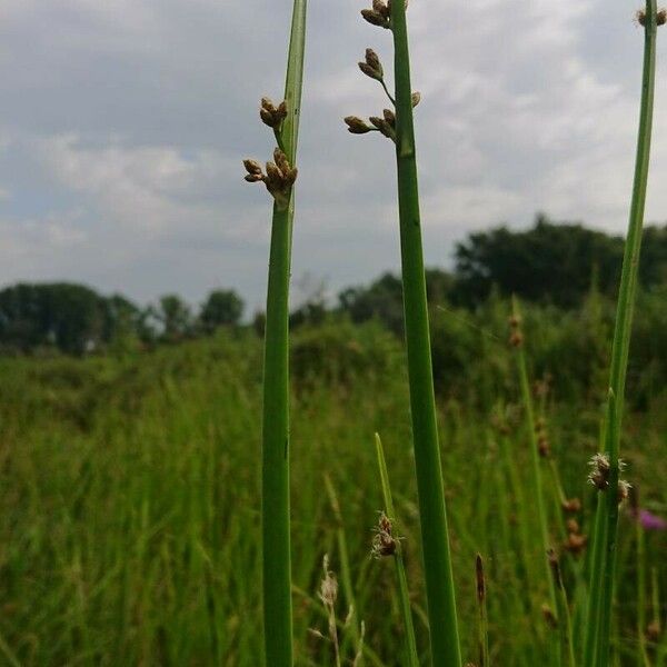 Schoenoplectus triqueter Çiçek