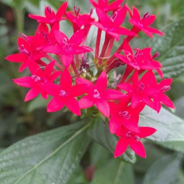 Pentas lanceolata Flower