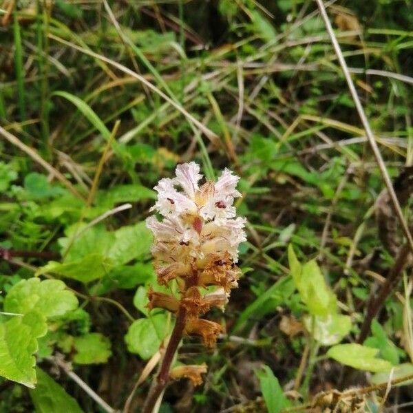 Orobanche picridis Cvet