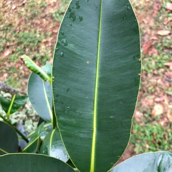 Calophyllum inophyllum Листок