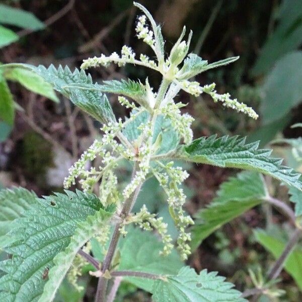 Urtica dioica Bloem