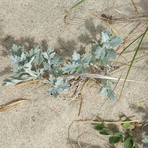 Artemisia stelleriana Folha