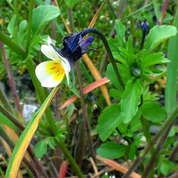 Viola arvensis Blomma