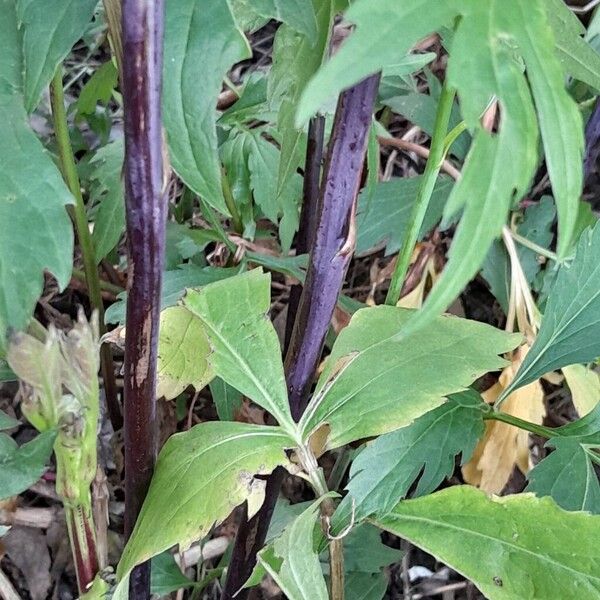 Rudbeckia laciniata Kůra