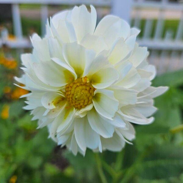 Dahlia pinnata Flower