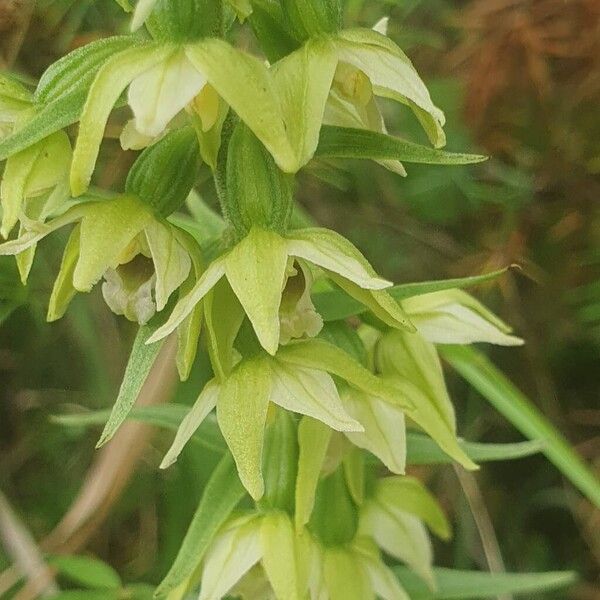 Epipactis muelleri Λουλούδι