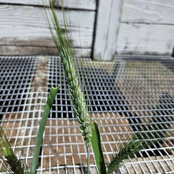 Triticum aestivum Frucht