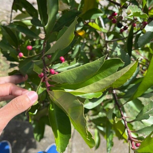 Ardisia elliptica Ovoce