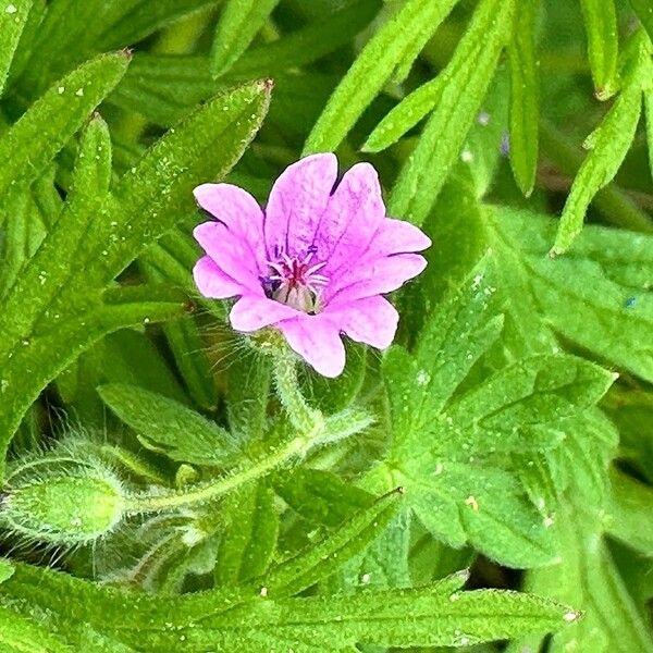 Geranium pusillum Květ