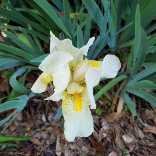 Iris pseudacorus Flower