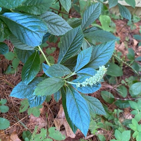 Clethra alnifolia Yaprak