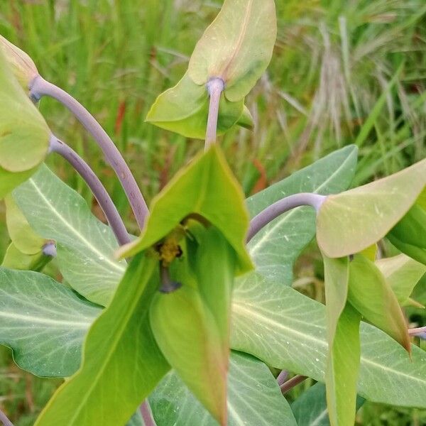 Euphorbia lathyris Lorea