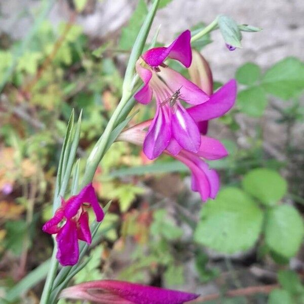 Gladiolus italicus Blomst