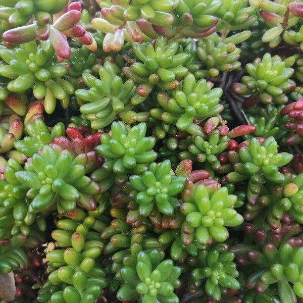 Sedum × rubrotinctum Folio