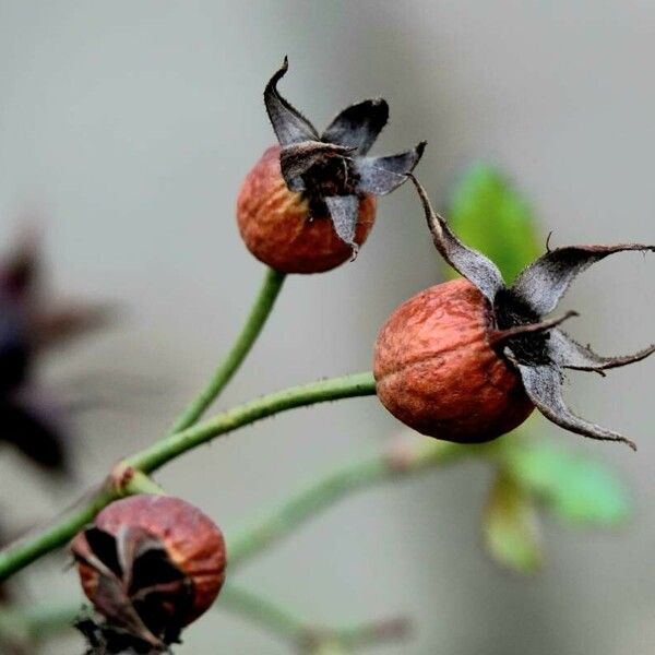 Rosa sempervirens Fruit