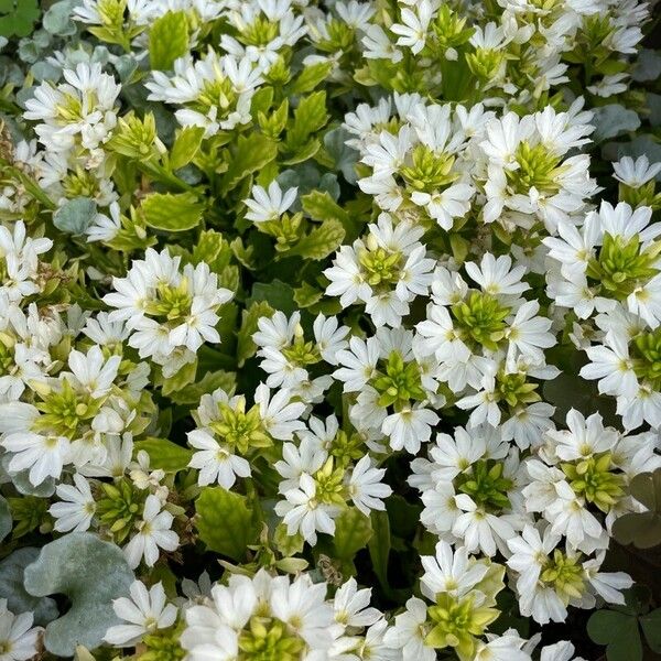 Scaevola plumieri Flower