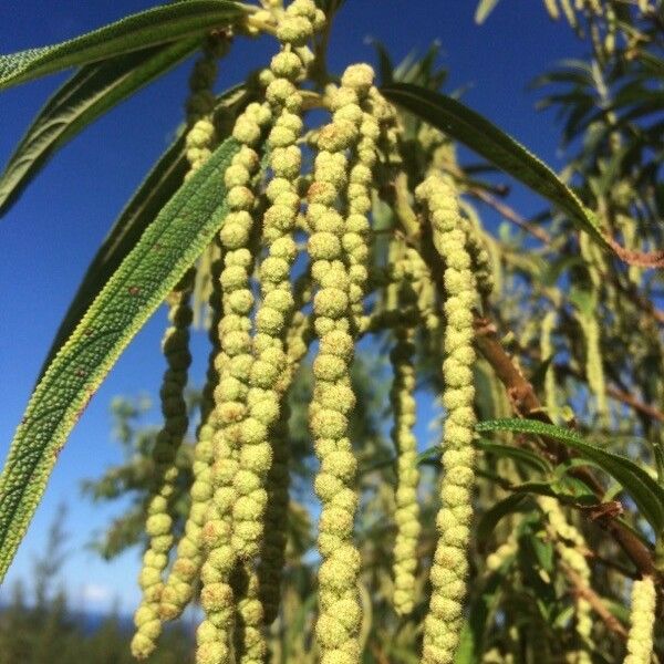 Boehmeria penduliflora Fiore