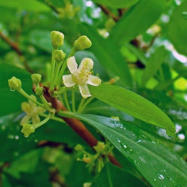 Erythroxylum coca പുഷ്പം