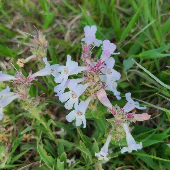 Penstemon albidus Flower