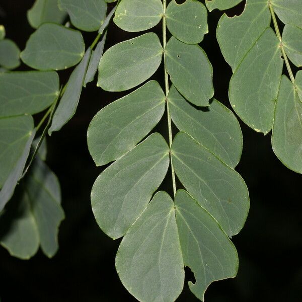 Zapoteca formosa Blad