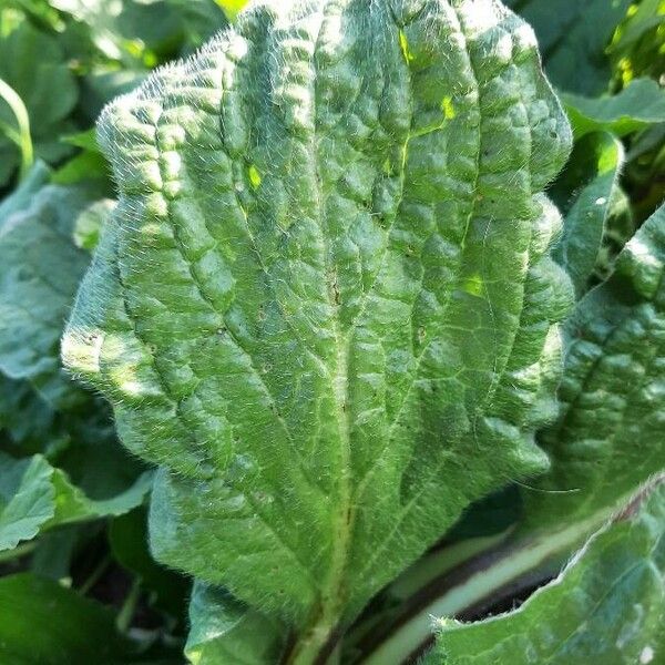 Plantago major Lapas