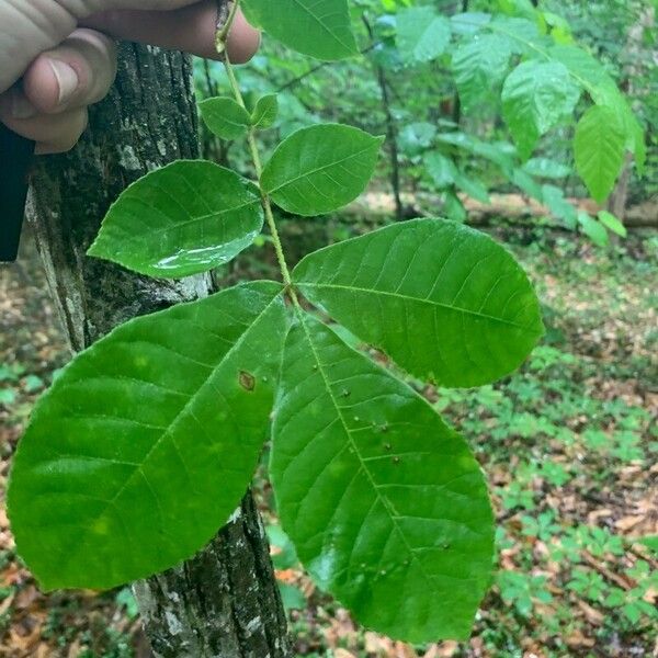 Carya tomentosa Folha