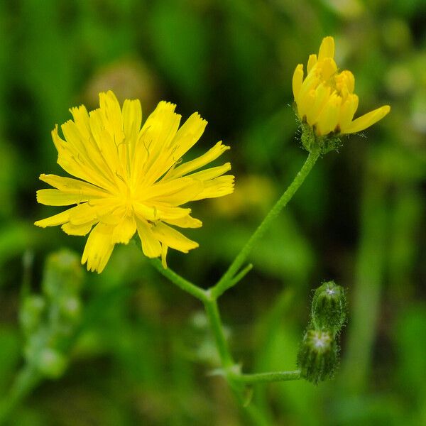 Crepis tectorum Çiçek