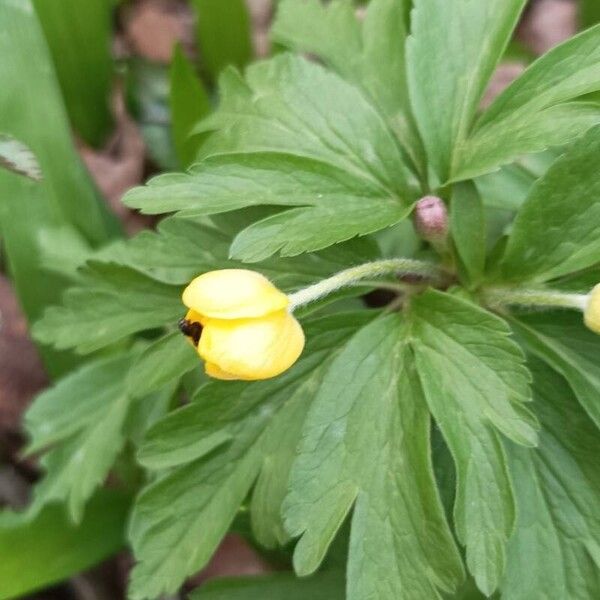 Anemonoides ranunculoides Fiore