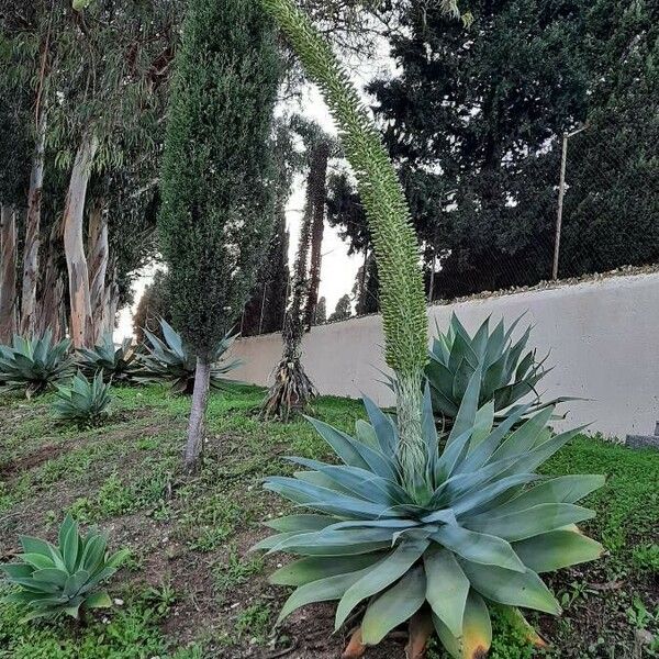 Agave attenuata Flower