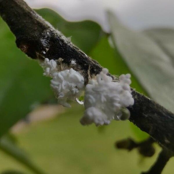 Cedrela fissilis Flower