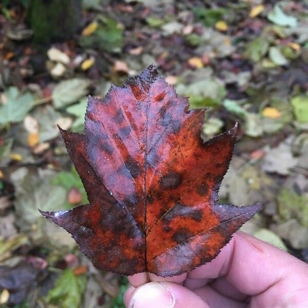 Torminalis glaberrima Leaf