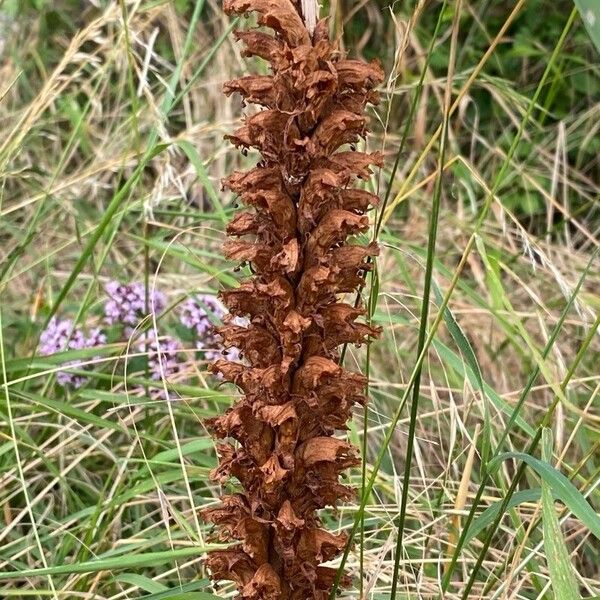 Orobanche elatior 花