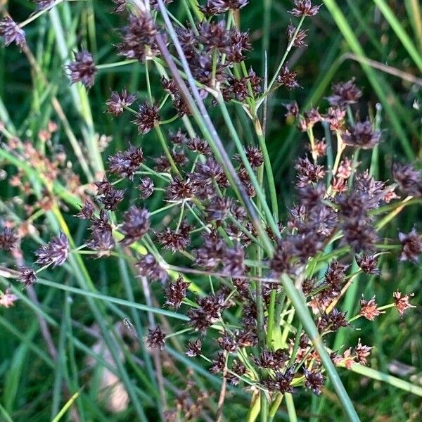 Juncus acutiflorus Květ