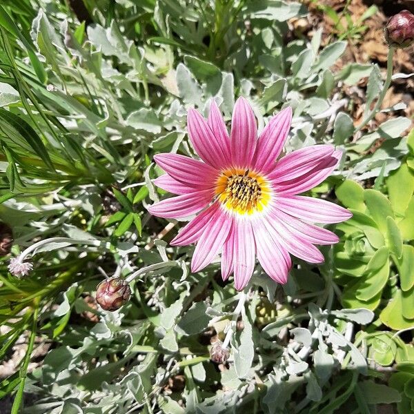 Arctotis stoechadifolia Flower