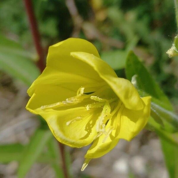 Oenothera biennis Žiedas