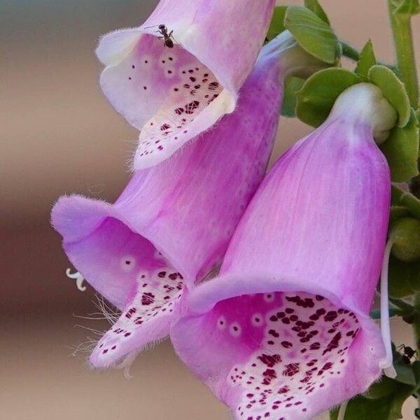 Digitalis thapsi Floare