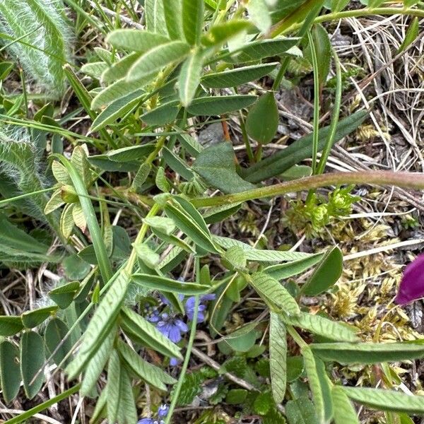 Hedysarum hedysaroides Leaf