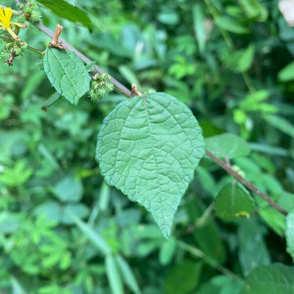 Triumfetta rhomboidea Fuelha