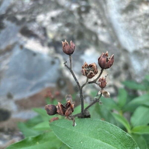 Cistus symphytifolius 果実