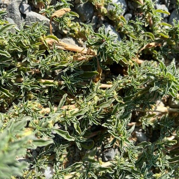 Amaranthus blitoides Leaf