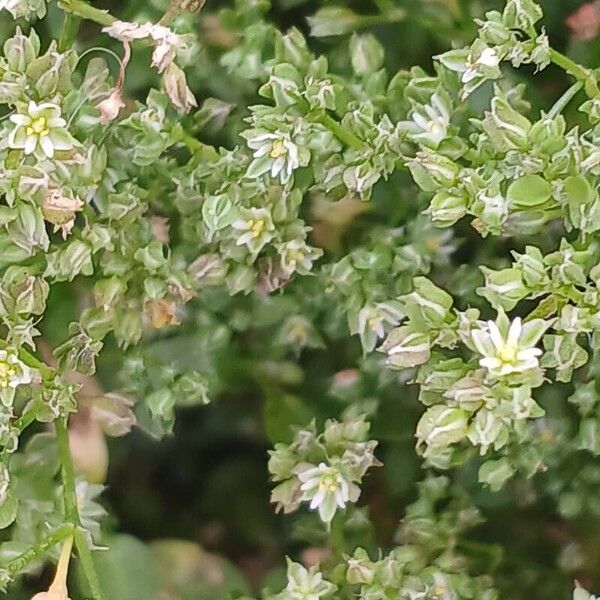 Polycarpon tetraphyllum Blomst