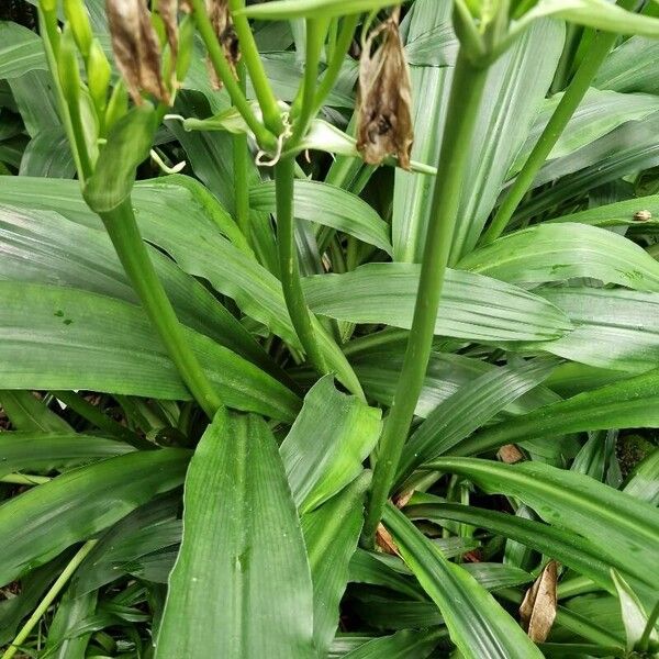 Crinum moorei Frukt