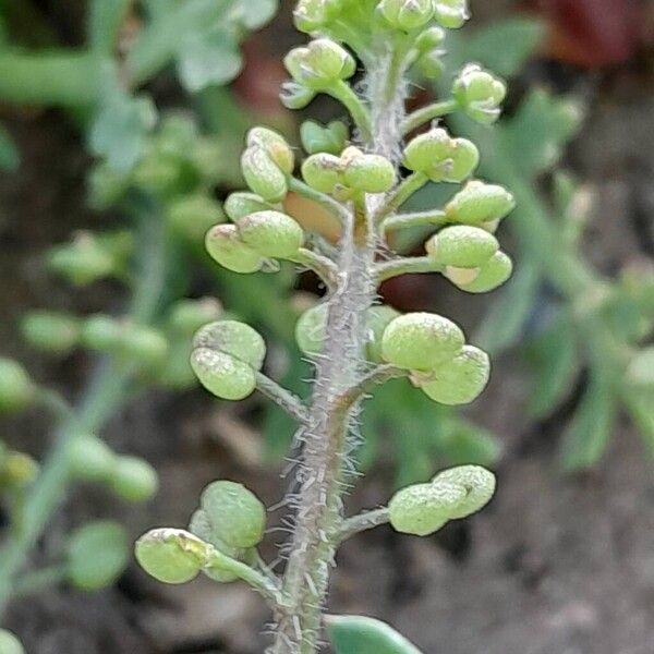 Lepidium didymum ফল