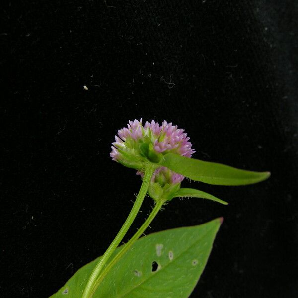 Persicaria nepalensis Hábito